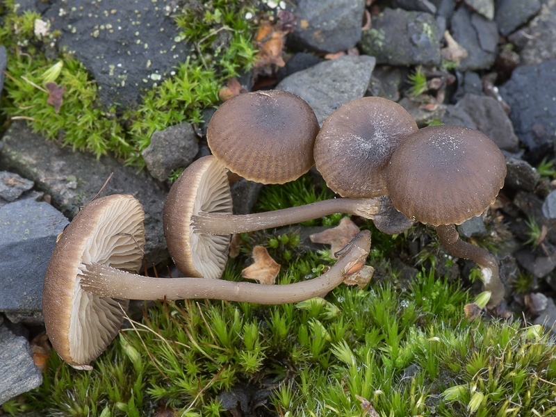 Tephrocybe anthracophila